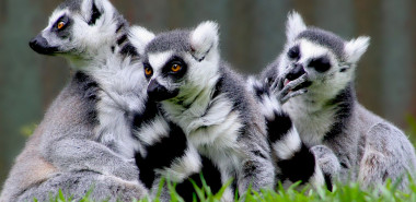 The Living Eden: Madagascar’s Unique Flora and Fauna 2028
