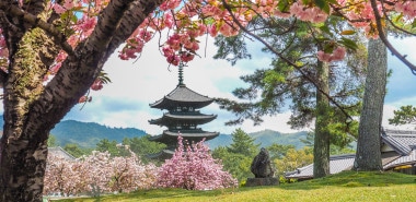 Cherry Blossom and the Art of the Japanese Garden 2024