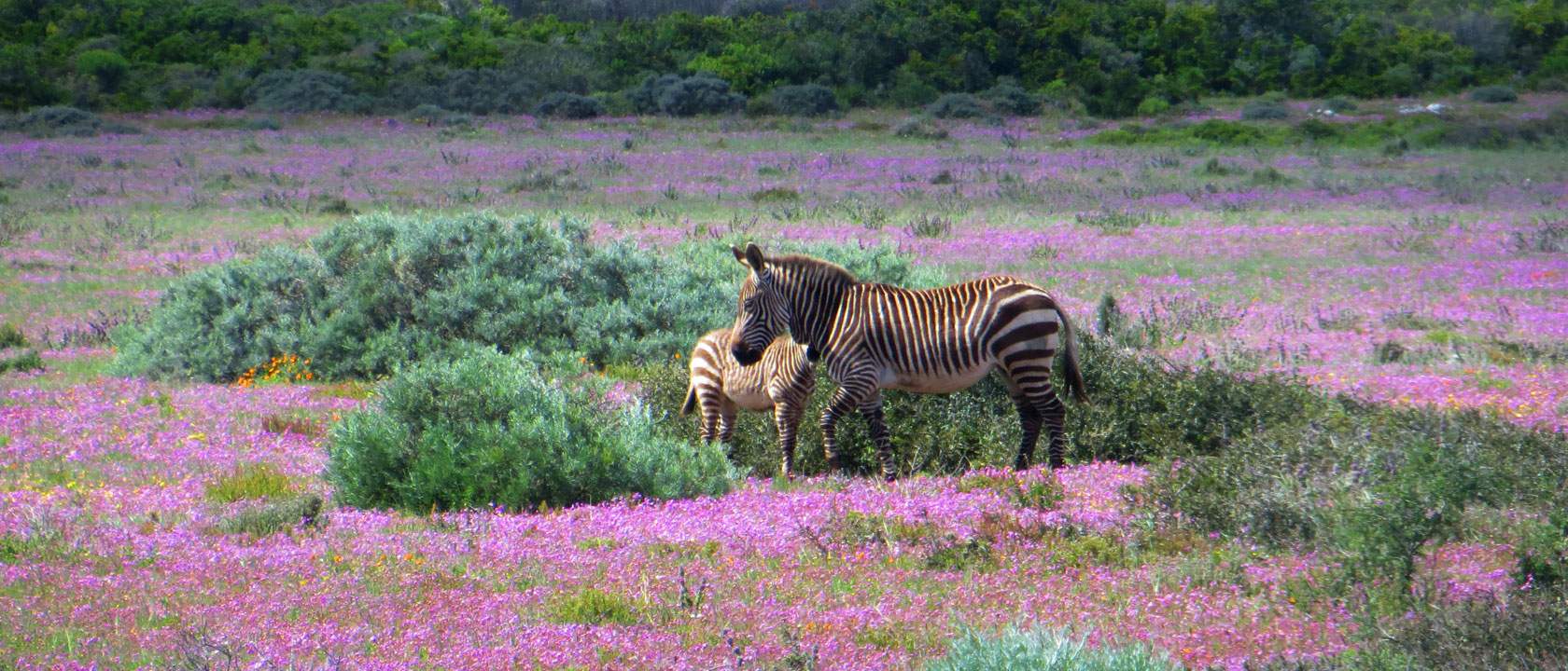 Postberg South Africa