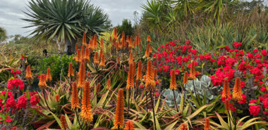 Western Australia: Wildflowers, Wineries and Private Gardens of the South West 2026