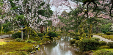 Cherry Blossom and the Art of the Japanese Garden 2026