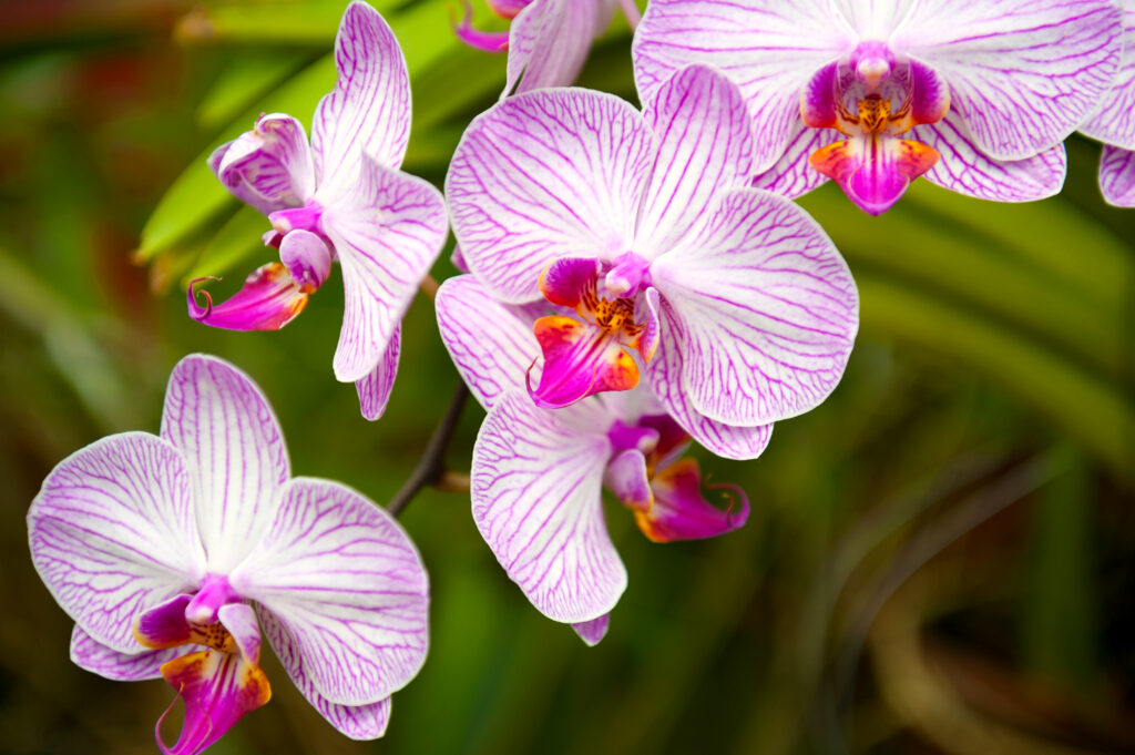 orchids Botanical Garden Peradeniya Kandy Sri Lanka