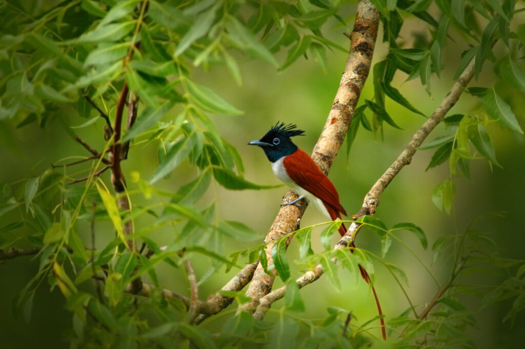 Indian paradise flycatcher Terpsiphone paradisi Yala National Park Sri Lanka 
