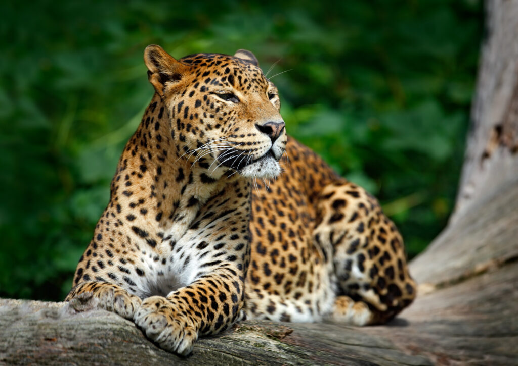 Sri Lankan leopard, Yala national park Sri Lanka