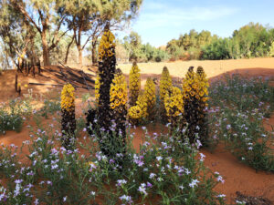 'Cistanche Flava' is a Eurasian and African genus of holoparasitic desert plants in the family Orobanchaceae.