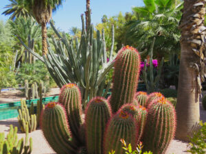 Jardin Majorelle, Marrakesh, Morocco.