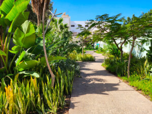 Sanseveria as ground cover, Agadir, Morocco